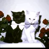 djfhvtvccb