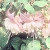 flowerz780