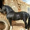 brahim.bosalik
