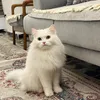 zainebmansour94