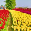 zhaoysdgh65
