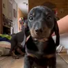 doggy1.1