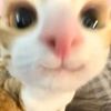 dogsovercats21