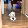 doglove5839