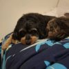 audthefluffles
