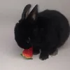 petite.lapin