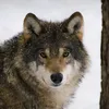 ShortsVideos172125