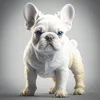amy.giotto.frenchbulldog