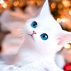 afg_girl531