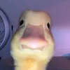duckssecret0