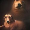 dog_of_agony_and_despair