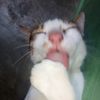 miaww123miaw