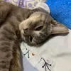 clin_umi