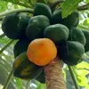 yanfoyla