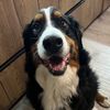 bernese.petra