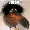 ckebob_61