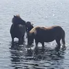 equi.cakan