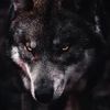 wolf22_2