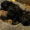 shermansshihtzupuppies