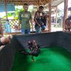akudewe8140