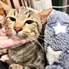 meowsandpawsss