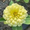 mittenstategardengirl