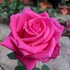 elizabeteferrei8058
