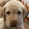 growinupwithcooper