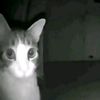 patata_animacion