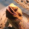 walterthebeardie