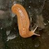 fortheloveofslugs