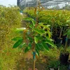 Cây giống Bến Tre 0979055527