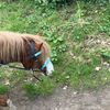 horsegirlyvo