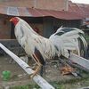 bassa.mioo