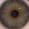 grntsvps