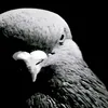 pombo_dogoverno12