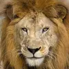 leonama777