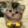 rojhun.cagubcub