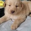 stephano123tupino