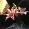 dngy_thy
