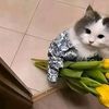 jt_officialaccount0556