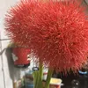 teanicolins5