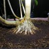 prospekbonsai