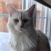 poppythemainecoon