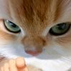 porsel_lb