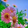 alif.hossain0831