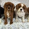 cavaliermom0