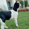 shahzaib.jutt45