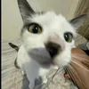 hngphmnht1