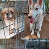 gcluciferthedog